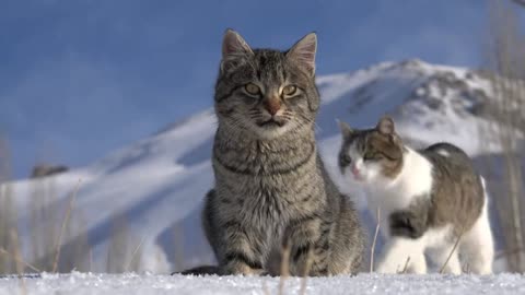 Felines can get very majestic in the snow