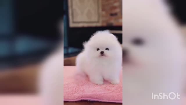 Cute puppy