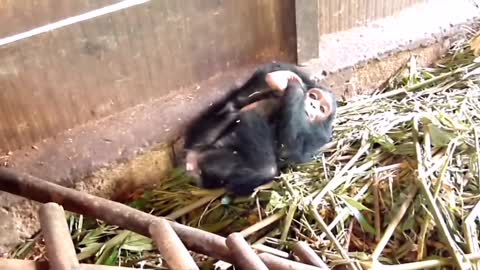 cute chimpanzee