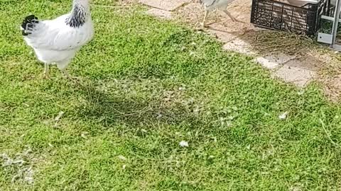 video-of-chickens-in-the-backyard