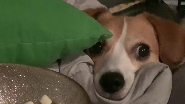 Doggy Stares Longingly as Popcorn