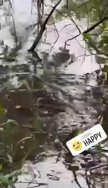 Crocworld Team rescues Nile monitor lizard from roof of KZN mall