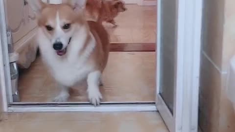 Can't stop laughing animals cats and dogs🐈😺 Cute #78💋🥺