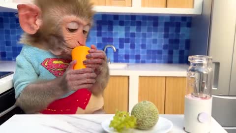 Monkey Baby Bon Bon harvests fruit on the farm to make watermelon smoothies