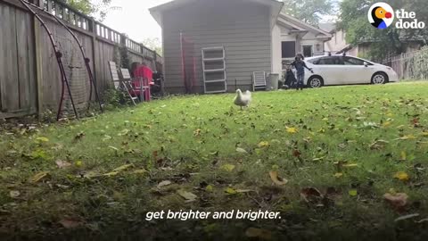 Rescue Chicken Shares A Bedroom With Her Human Sister _ The Dodo Soulmates