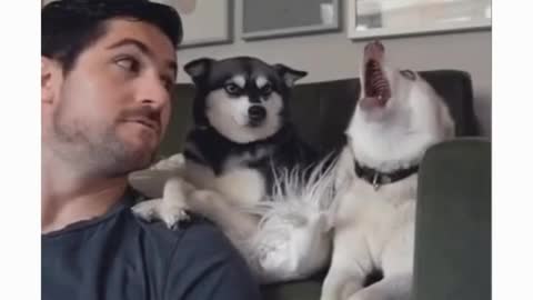 Dogs Reaction 😅