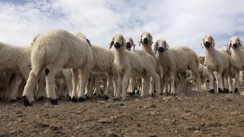 The sheep had got out and were loose on the road.