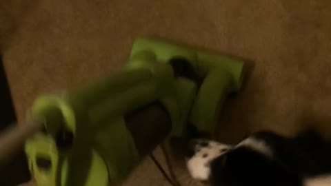 Dog barks at green vacuum