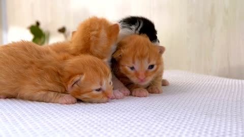 adorable newborn fluffy kittens