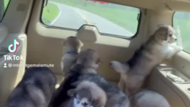 Malamutes On the road again