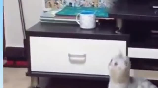 Funny cat moment!!Don't forget not to laugh