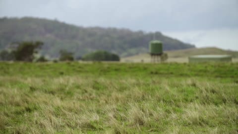 How Horses Save Humans From Snake Bites