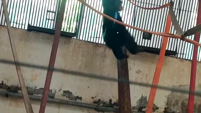 Gorilla on the monkey bars