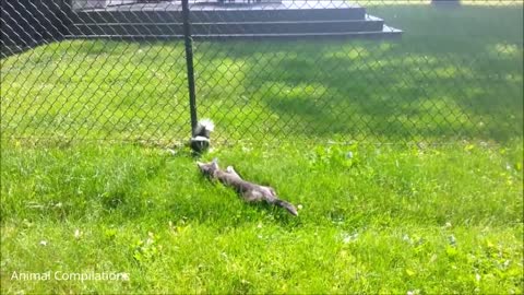 Skunks trying to spray