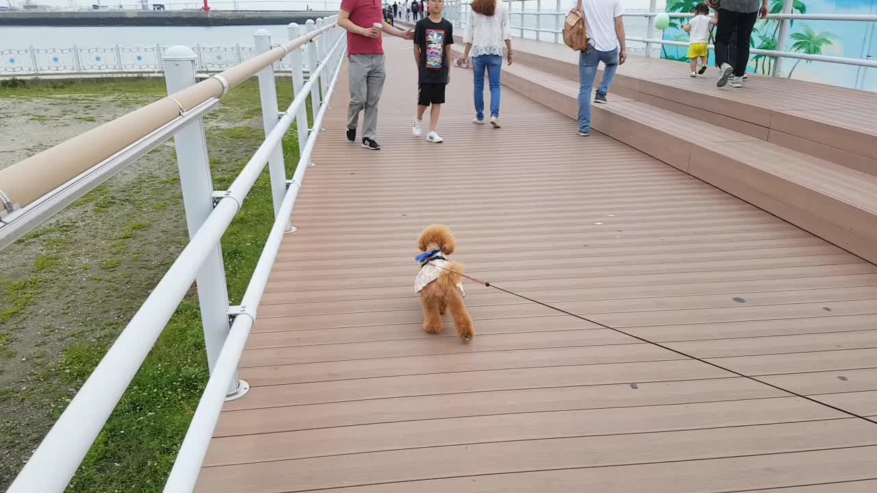 Dog walking in the wind, She is wearing a skirt