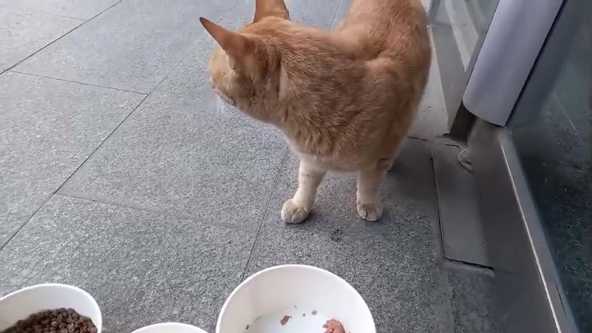 A cat that looks around eats.