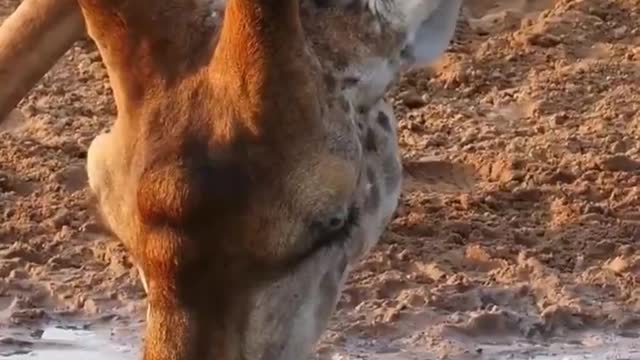 Do you think giraffes have long legs