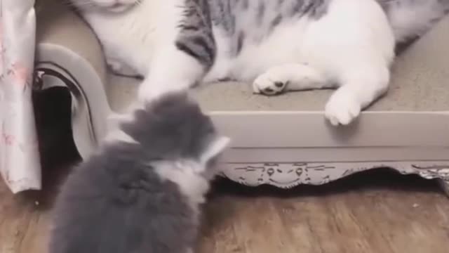 Cute cats playing each other