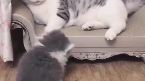 Cute cats playing each other