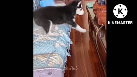 Funny dogs and cat...