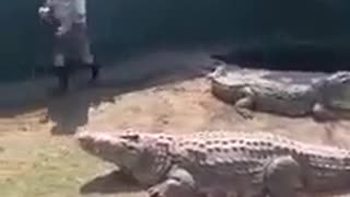 WATCH: Crocodile Handler Bitten During Live Show