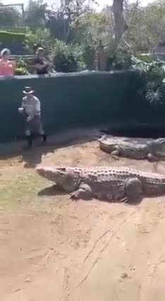 WATCH: Crocodile Handler Bitten During Live Show