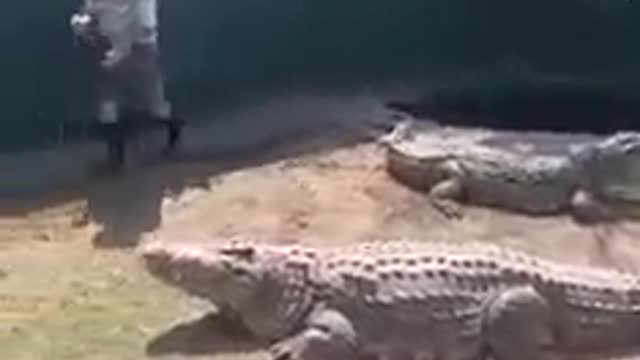 WATCH: Crocodile Handler Bitten During Live Show