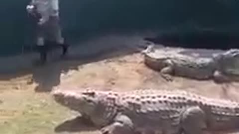 WATCH: Crocodile Handler Bitten During Live Show