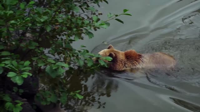 Brown Bear Swimming In Water