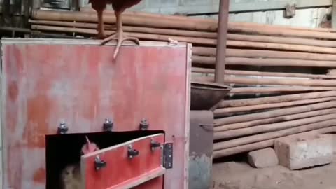 Cute animal behavior makes you happy