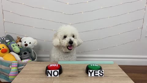 Dogs Answer Yes or No!