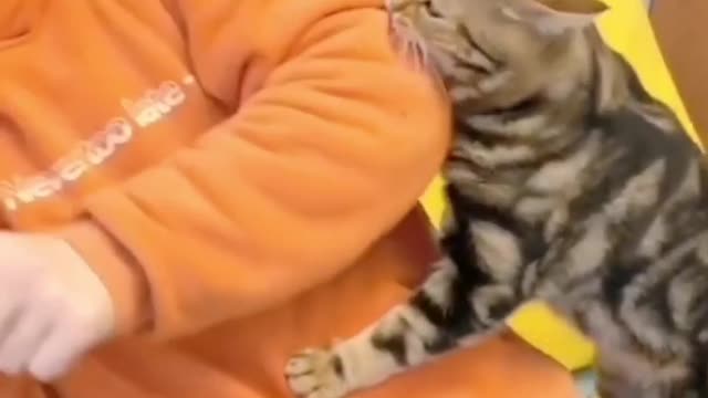 cute cat grabbing food