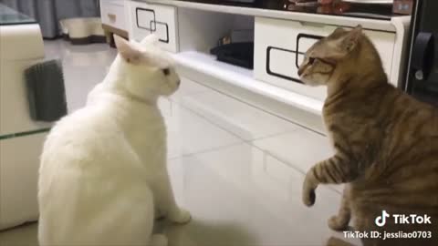 Cats talking !! these cats can speak english better than hooman 1