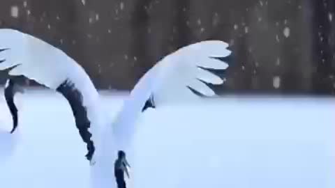 Beautiful Dancing Snow Birds Will Amaze You