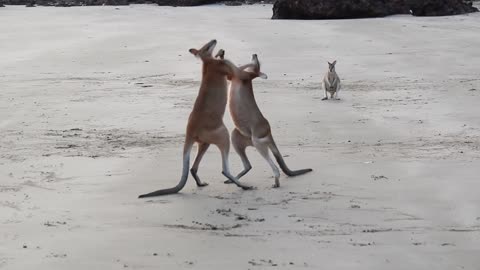 Fight between two kangaroos by the sea