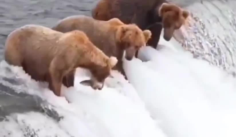 Looks like all these bears are about to jump under the waterfall