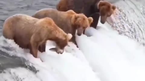 Looks like all these bears are about to jump under the waterfall