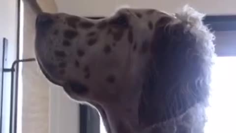 Dog confused by deer antlers on wall