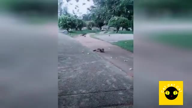 Funny Cats Compilation #2 /Best CAT CAT CAT ever/