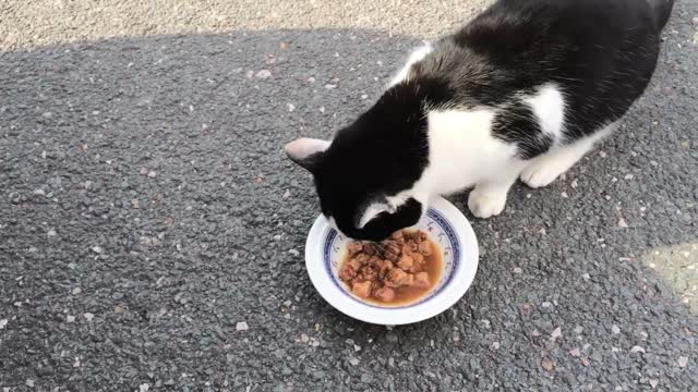 Cat eating food