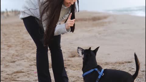 Romantic romantic video dog