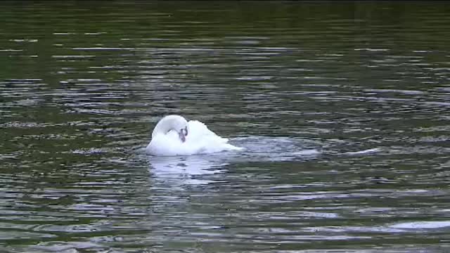 A white swan