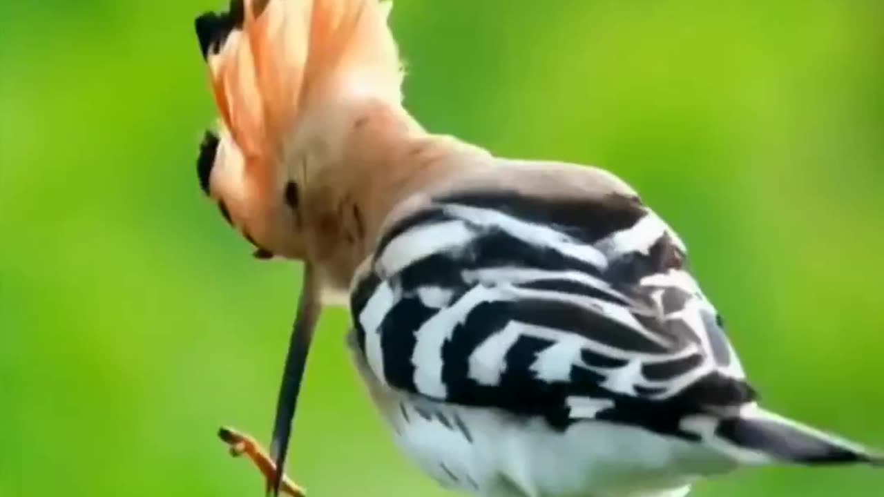 Bird giving food to their baby
