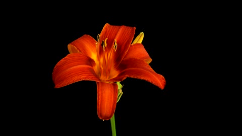 Lily blooming on black background