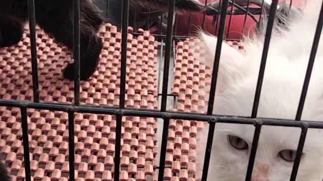Cute Kitten 🐾 video by kingdom of Awais