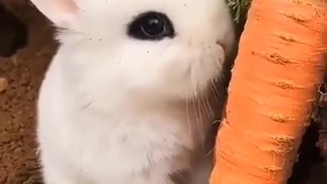 Cute Bunny Eating Carrotsss