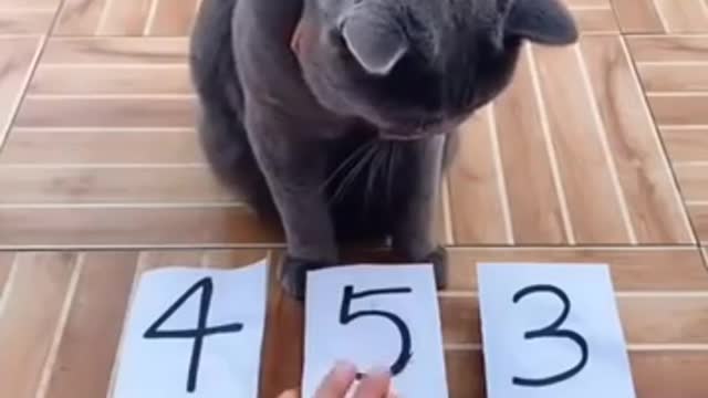 This cat is very smart.