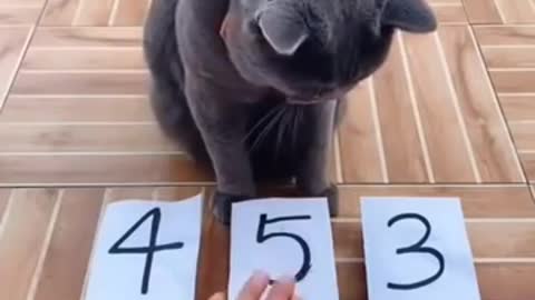 This cat is very smart.