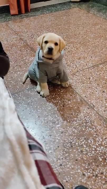 Labrador puppy performing speak command