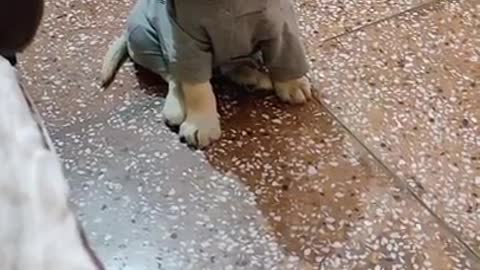 Labrador puppy performing speak command